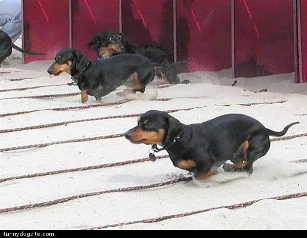 Beagle Race