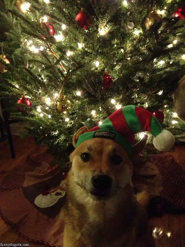 Ready For Christmas