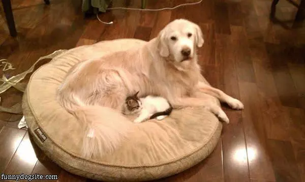 Big Blanket