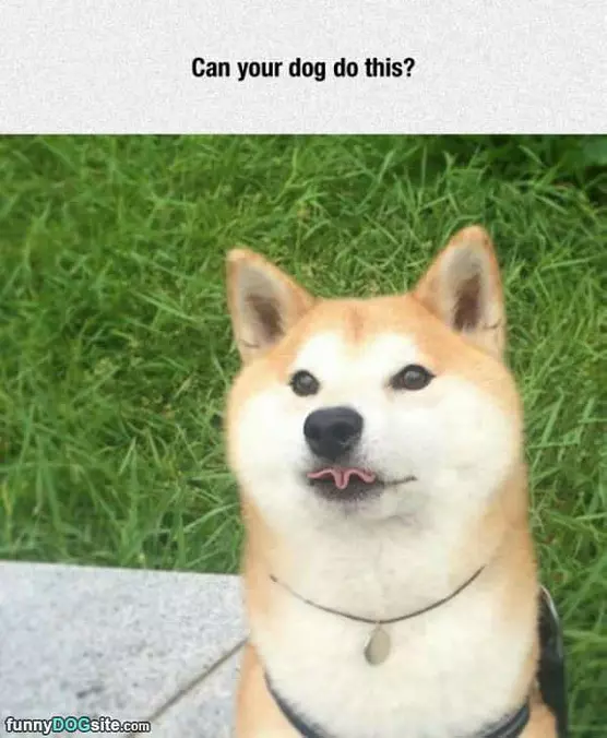 Can Your Dog Do This
