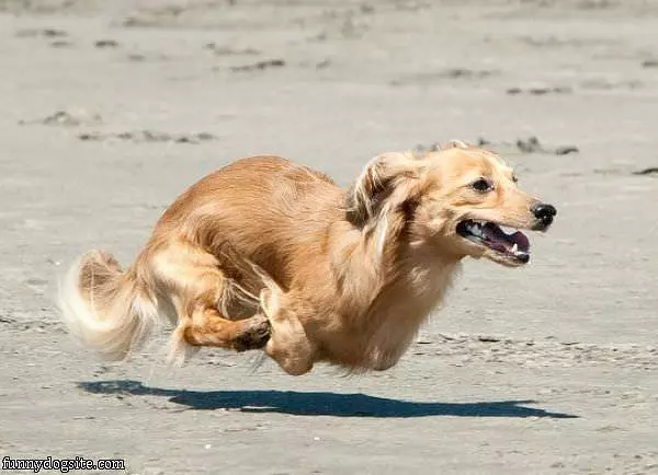 Hover Dog