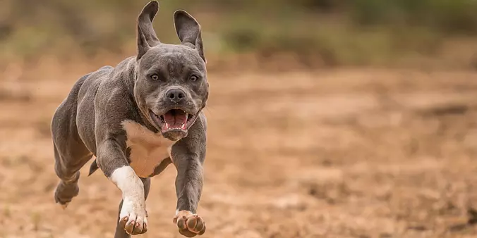 American Pitbull Terrier gr...