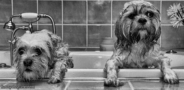 Some Wet Dogs