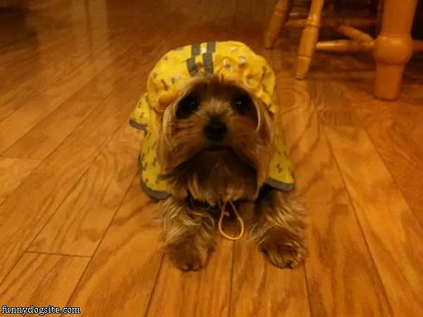 Miko Raincoat