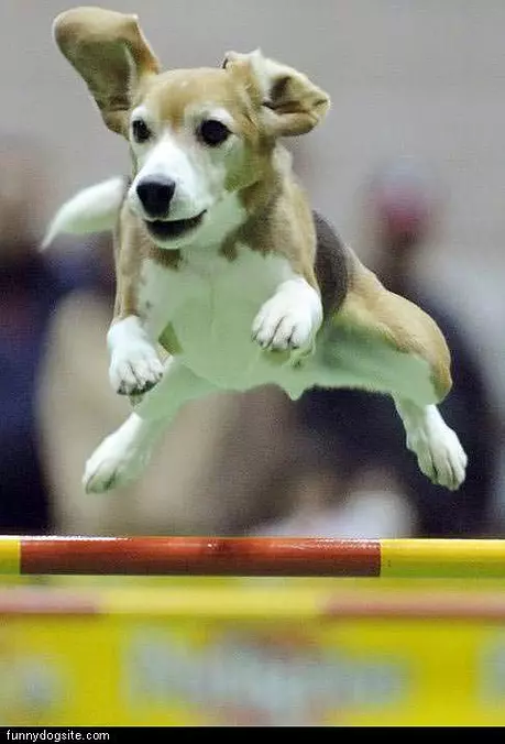 Athletic Dog