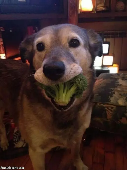 This Is A Good Snack