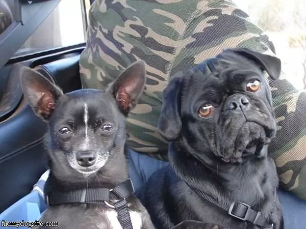 Angus The Chihuahua And Winston The Pug