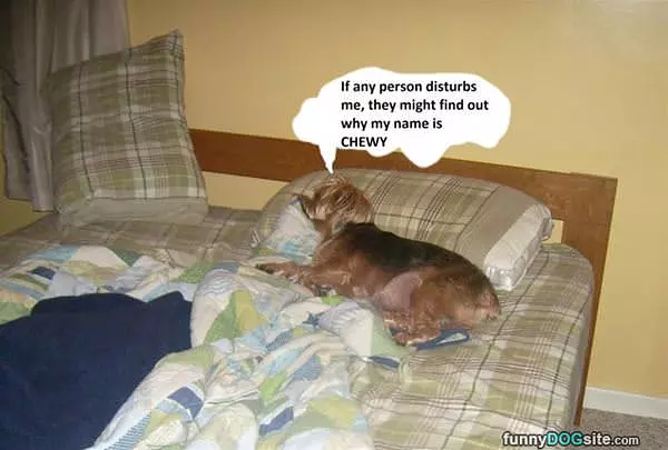 Chewy The Dog
