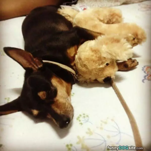 A Puppy Warmer