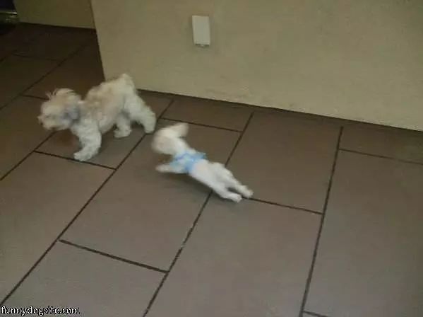 Flying Attack