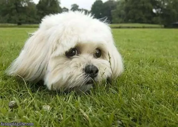 Cute Little Face