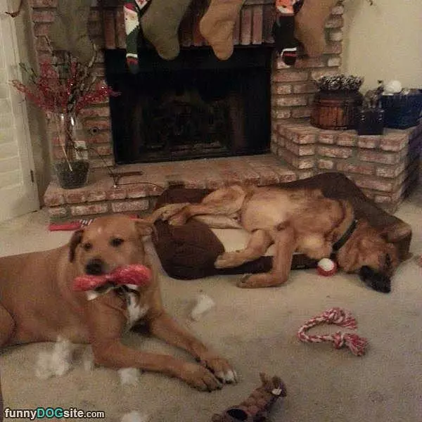 These Dogs Are Having Fun