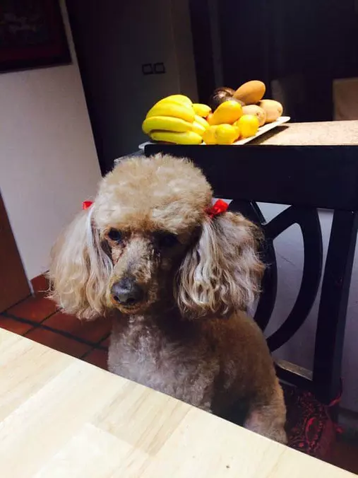Crazy Curls