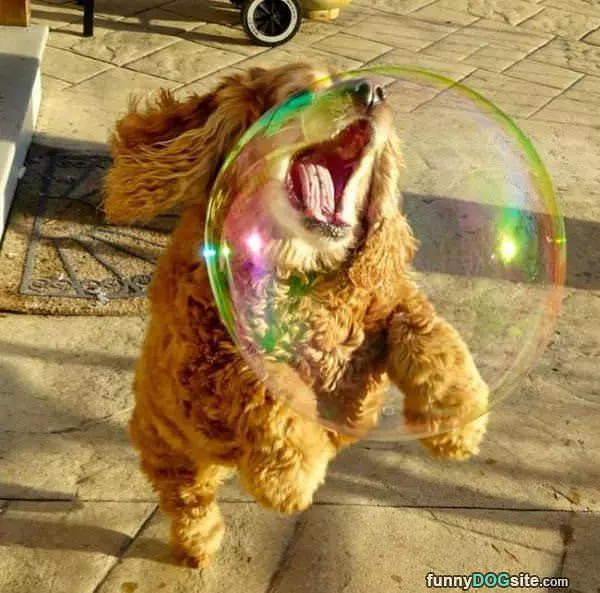 Bubble Biter