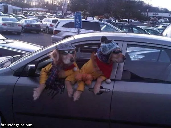 Dogs Chillaxin