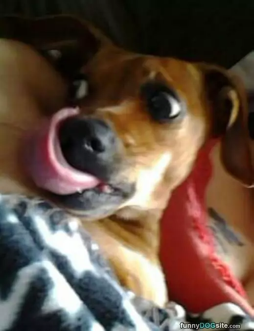 Licky Licky