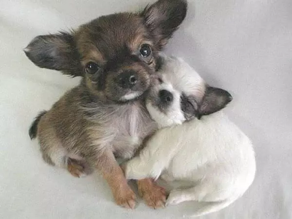 Puppy Hug