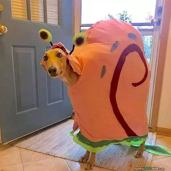 The Snail