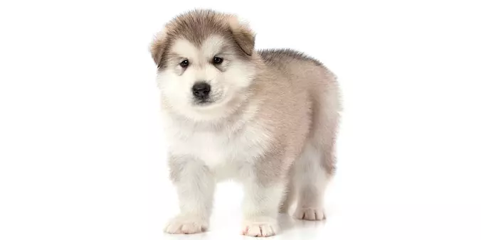 baby Alaskan Malamute