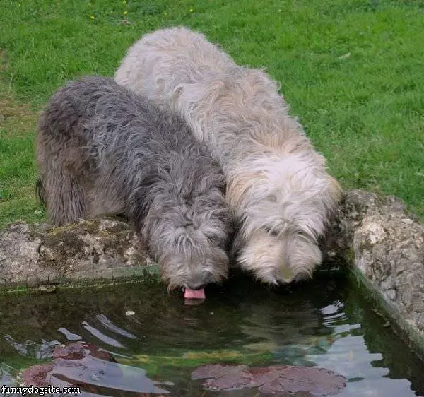 Let Me Have A Sip