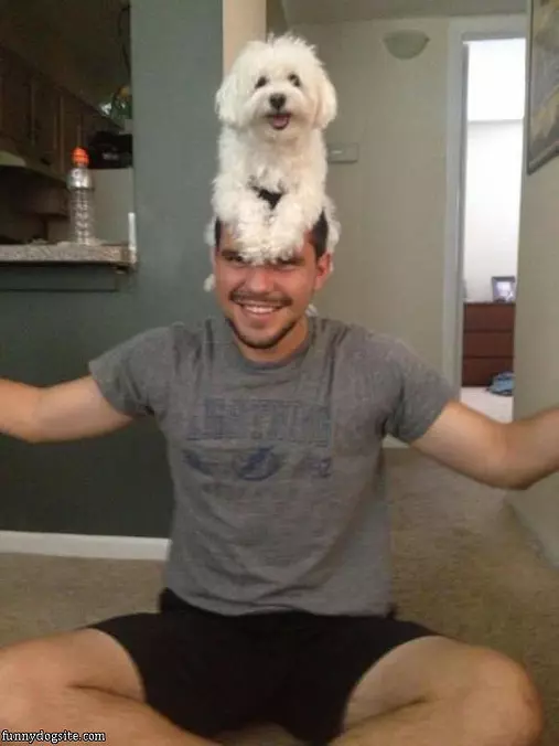 Puppy Hat