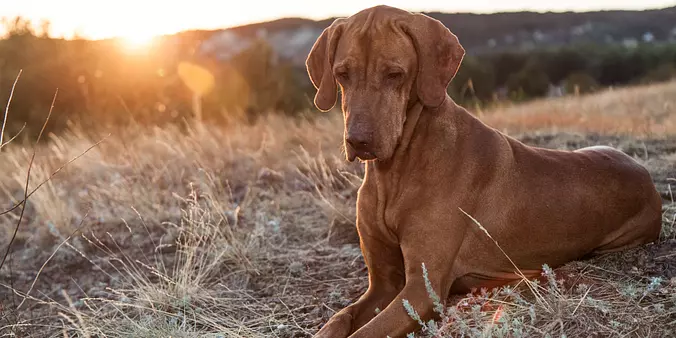 Vizsla Dog