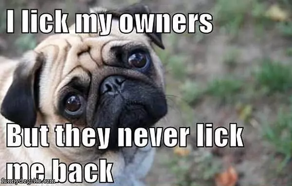 Lick My Owners