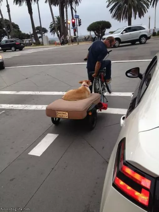 Queens Chariot