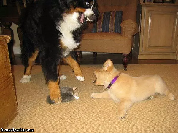 Rawrrraar