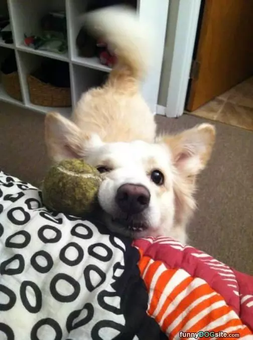 Cmon Throw It