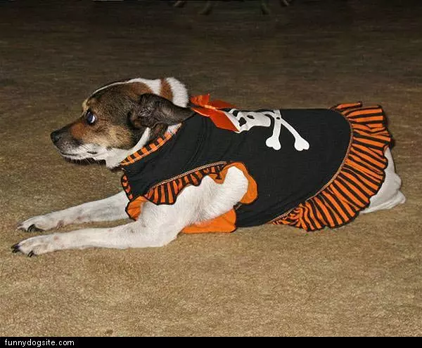 Pirate