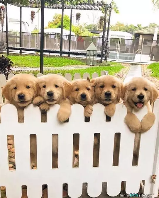 The Fence Of Puppies
