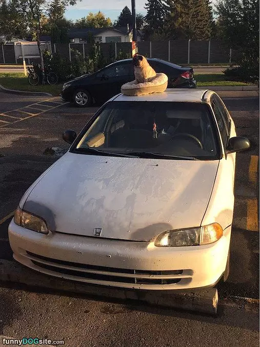 Hanging Out On The Car