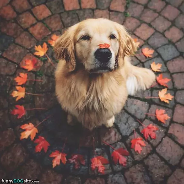 Circle Leaves