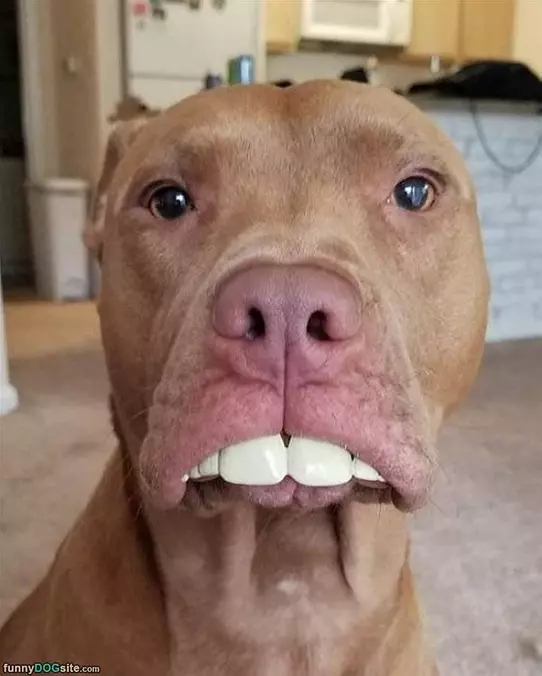 Some Teeth