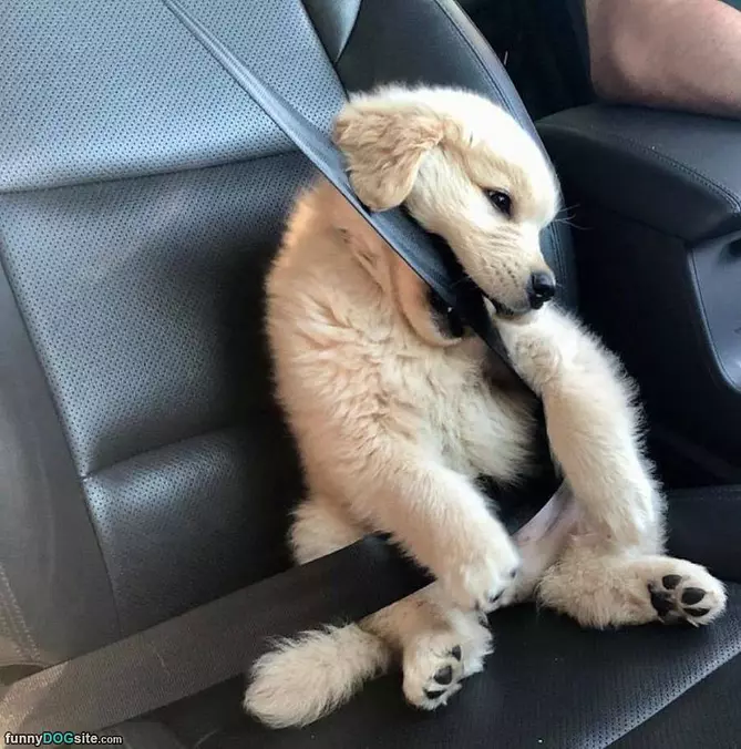 Get Me Out Of Here