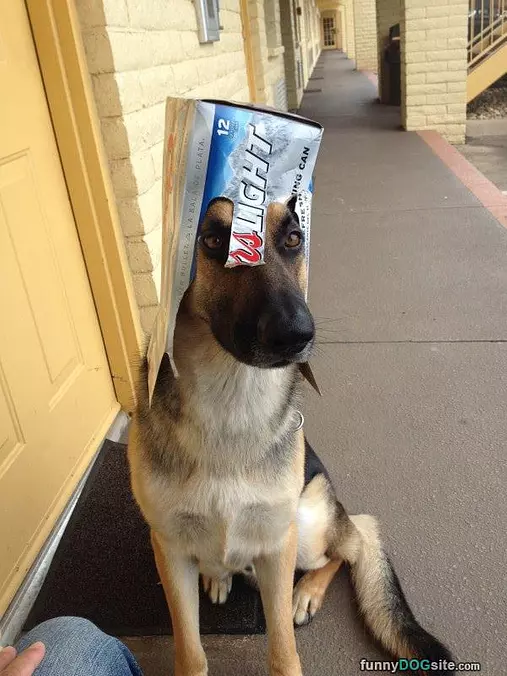 Hat Dog