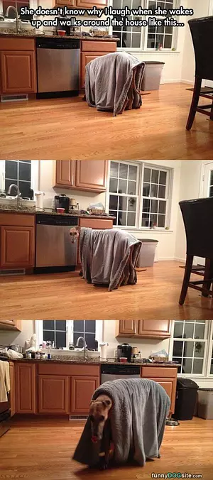 Why You Laugh