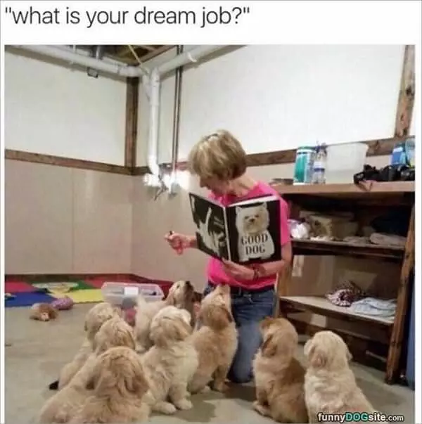 What Is Your Dream Job
