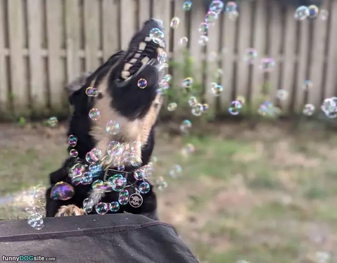 Bubbbbbblesx
