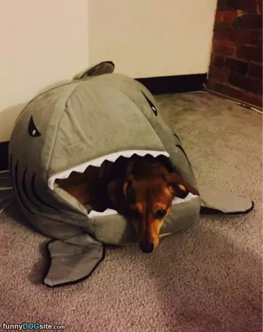 Shark Bed