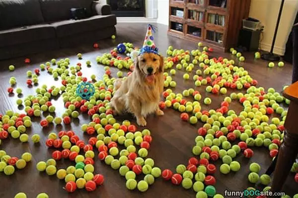 I Has So Many Toys