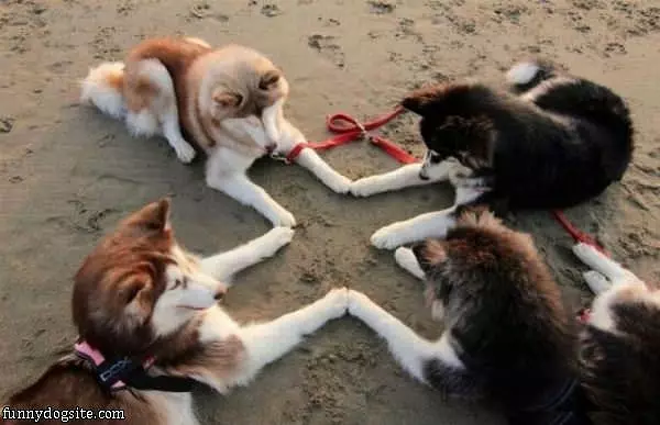 Lets Hold Paws