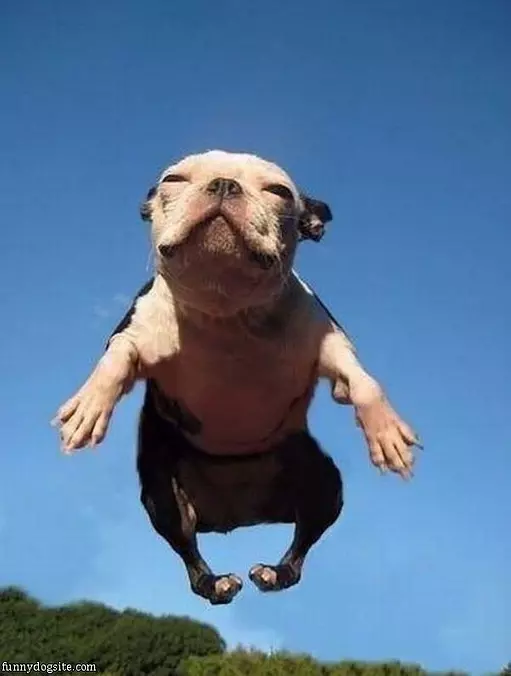 Flying Dog