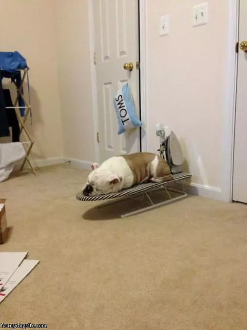 Ironing Dog