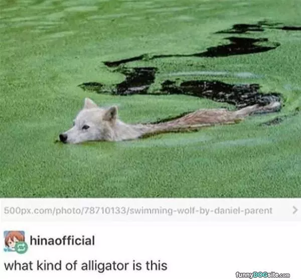 What Kind Of Alligator