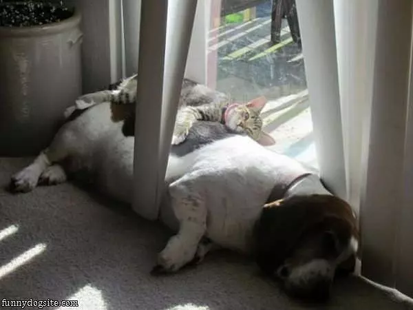 Nice Kitty Bed