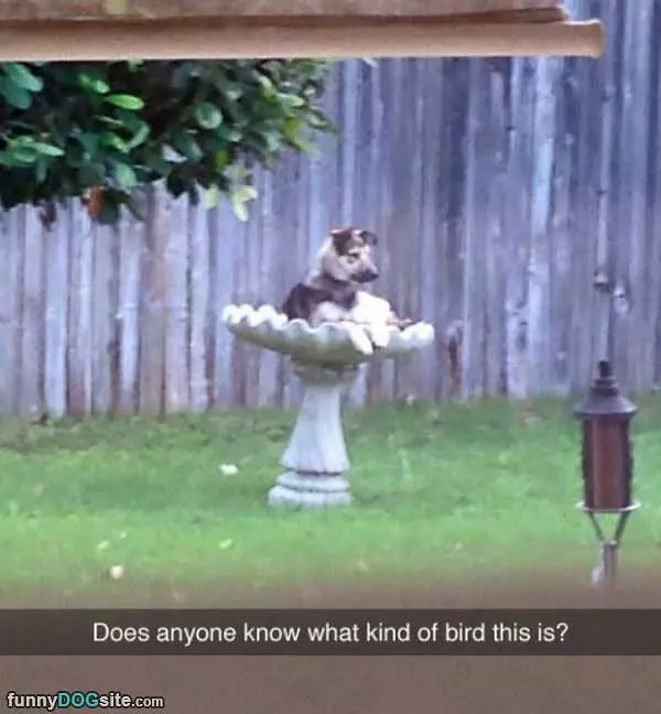 Anyone Know What Kind Of Bird