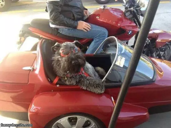 The Dog Cart