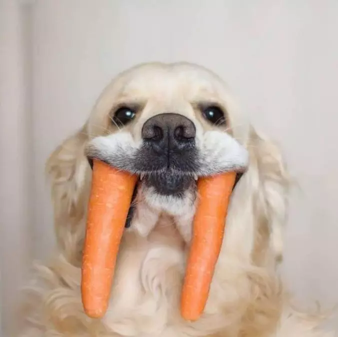 Walrus Dog